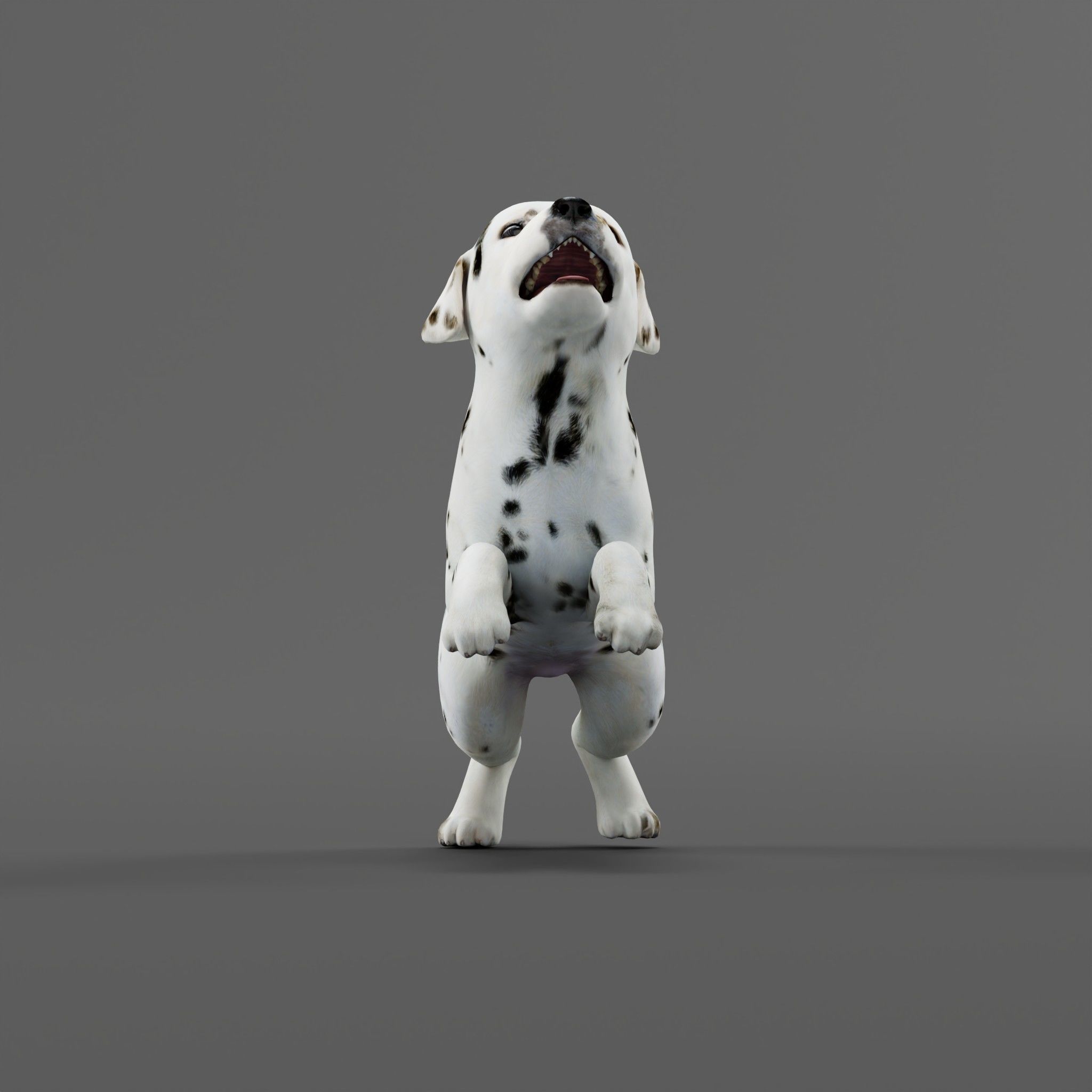Dalmatian Puppy Dog 3D model_19