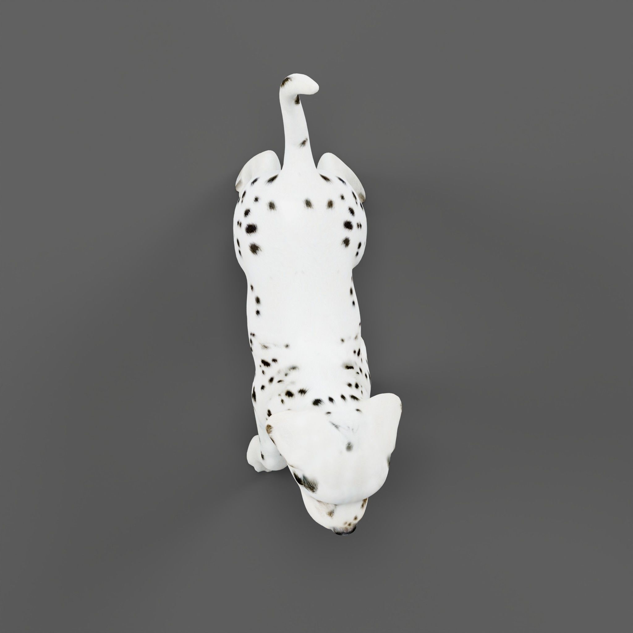 Dalmatian Puppy Dog 3D model_15