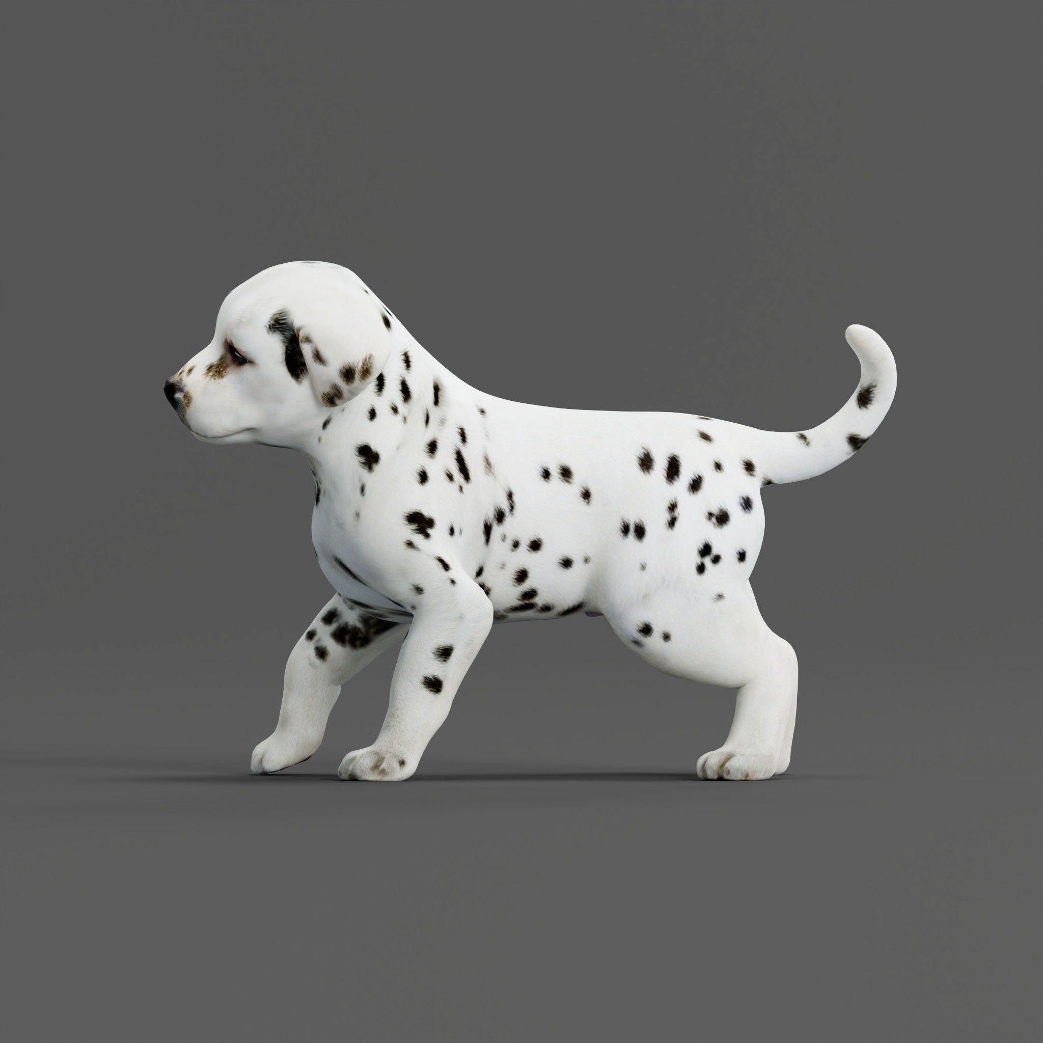 Dalmatian Puppy Dog 3D model_14