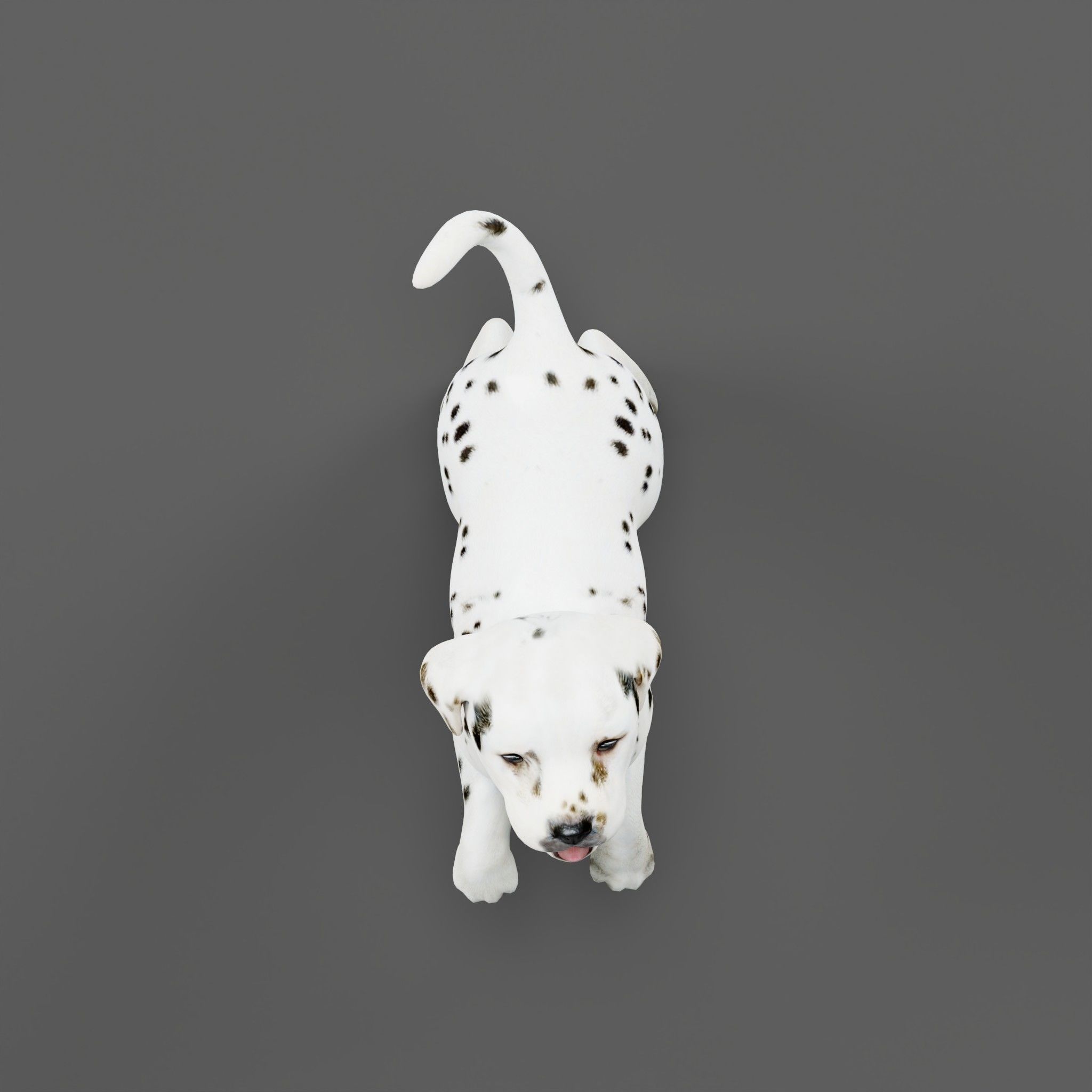 Dalmatian Puppy Dog 3D model_16