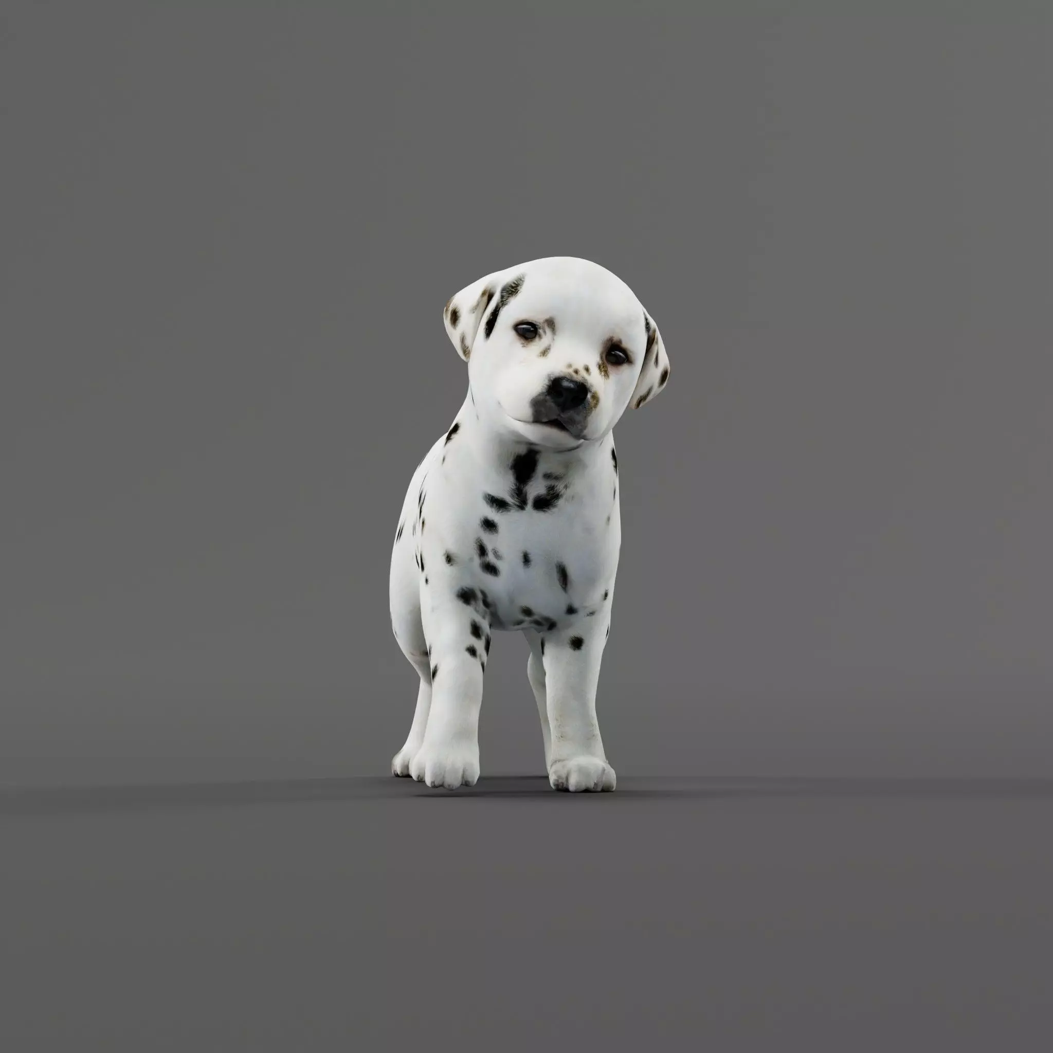 Dalmatian Puppy Dog 3D model_0