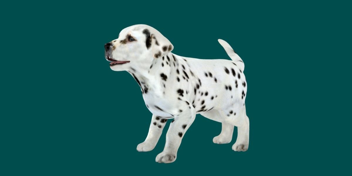Dalmatian Puppy Dog 3D model_7