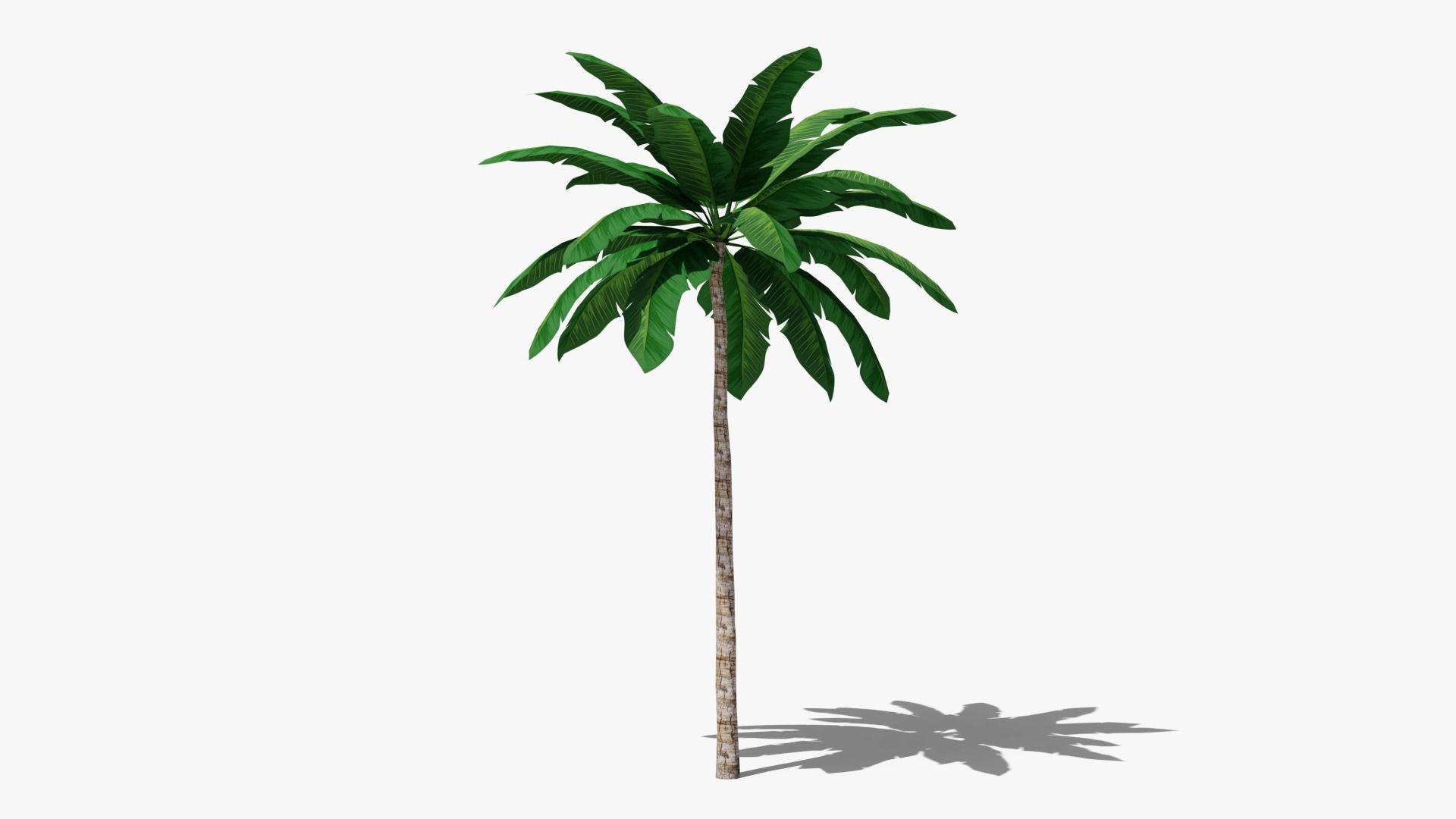 Tropic Palm Tree Low-poly 3D model_5