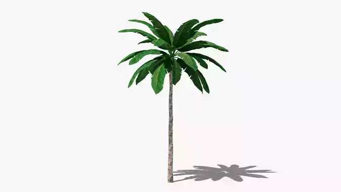 Tropic Palm Tree Low-poly 3D model