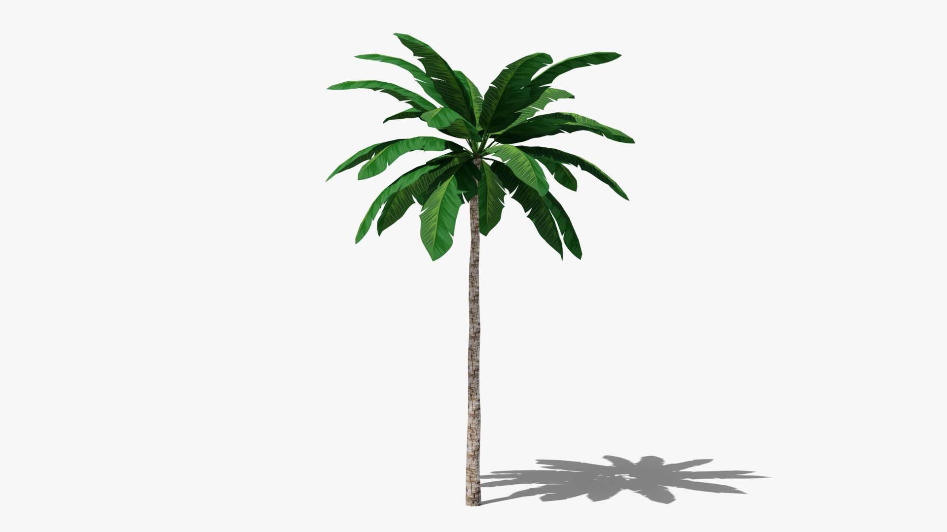 Tropic Palm Tree Low-poly 3D model_0