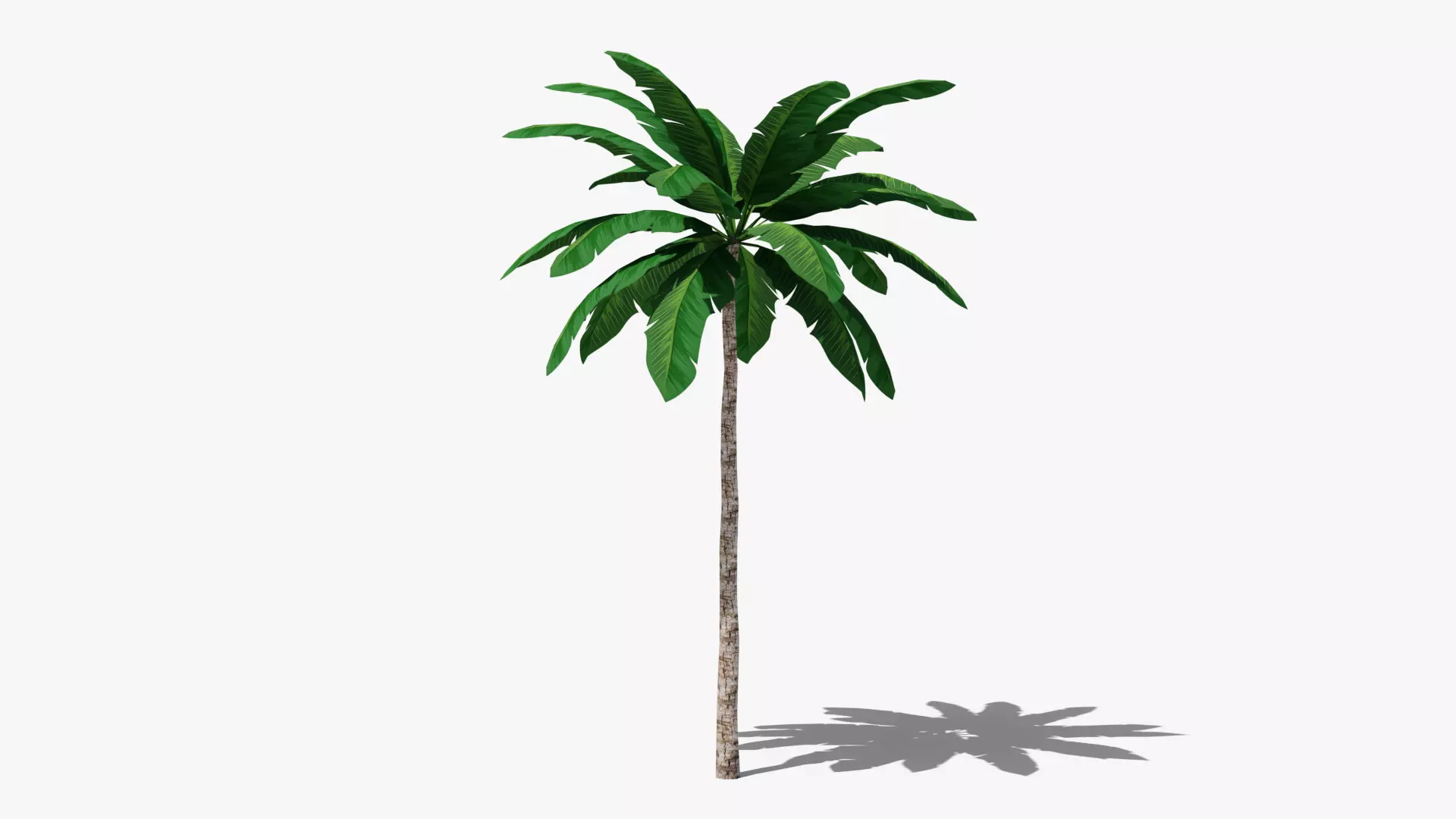 Tropic Palm Tree Low-poly 3D model_0