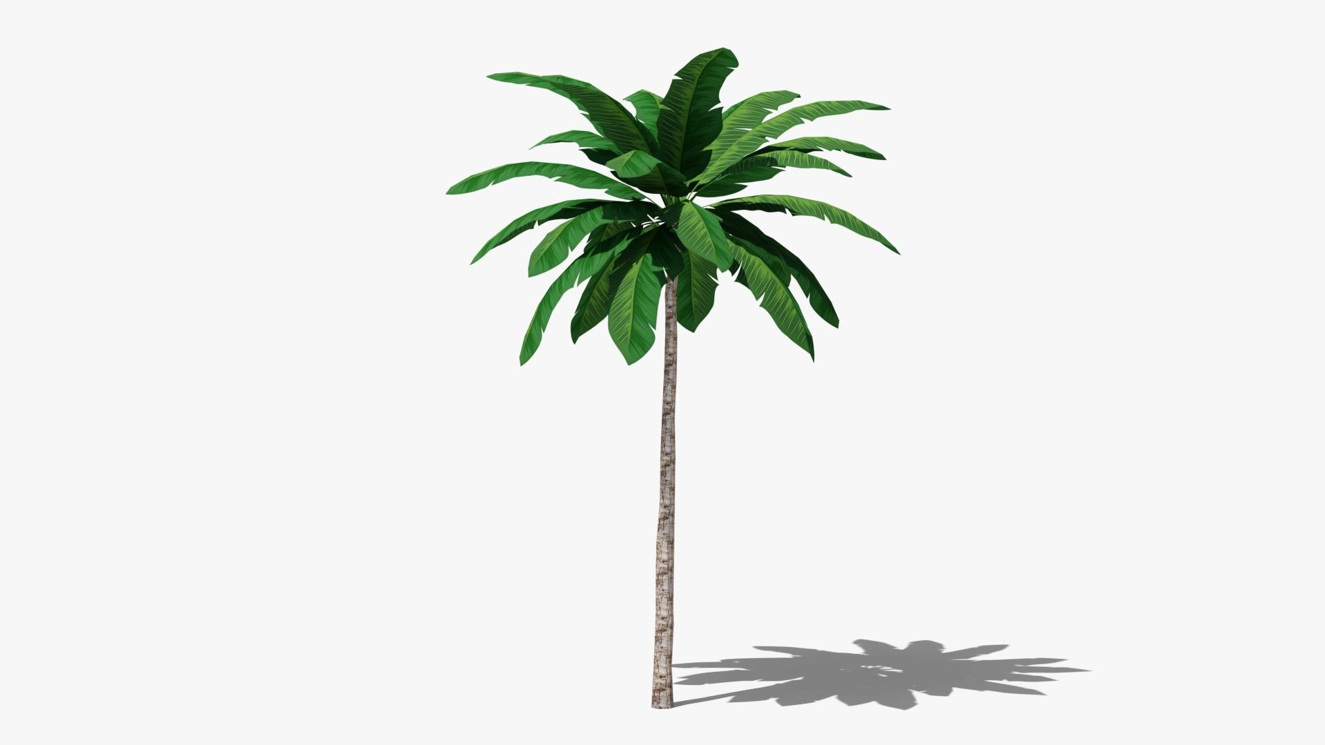 Tropic Palm Tree Low-poly 3D model_4