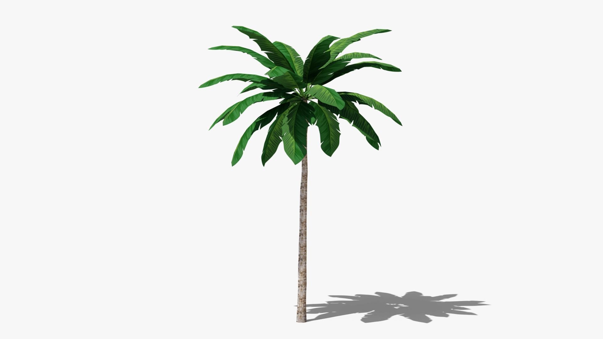 Tropic Palm Tree Low-poly 3D model_3