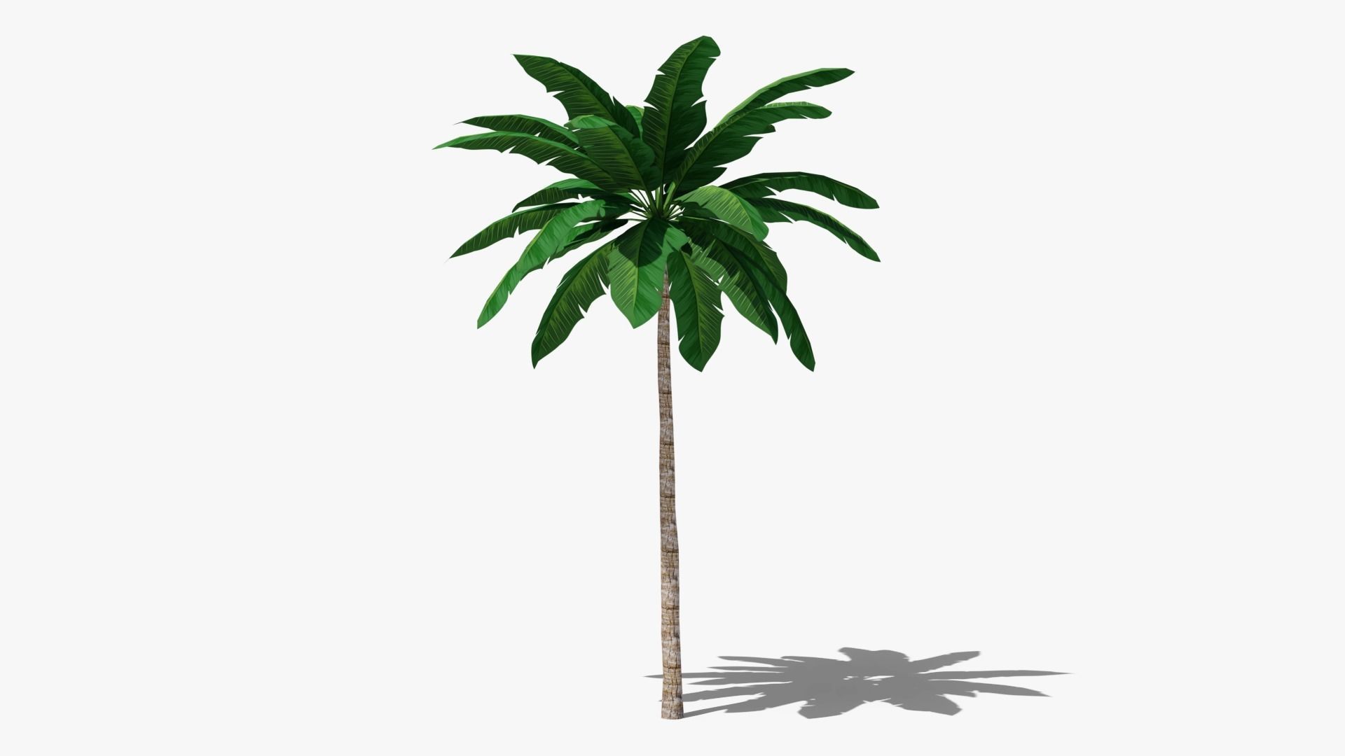 Tropic Palm Tree Low-poly 3D model_1