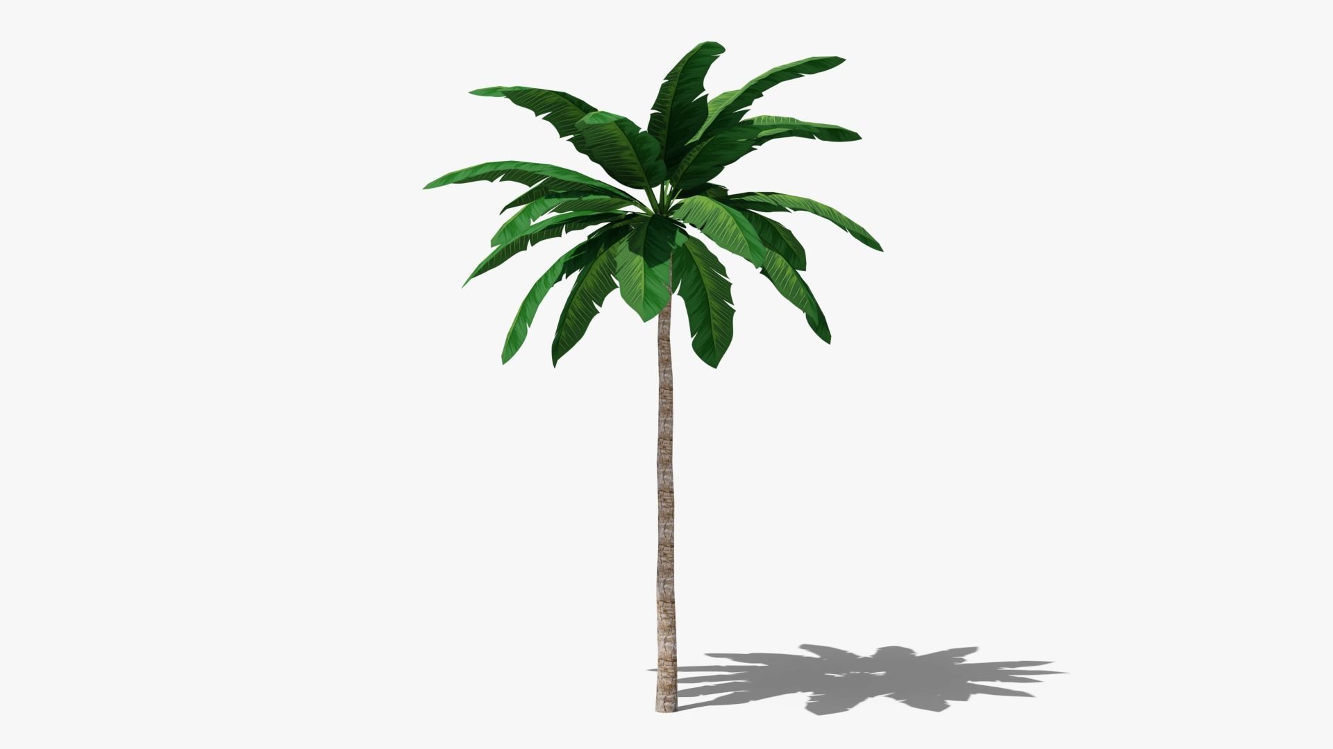 Tropic Palm Tree Low-poly 3D model_2