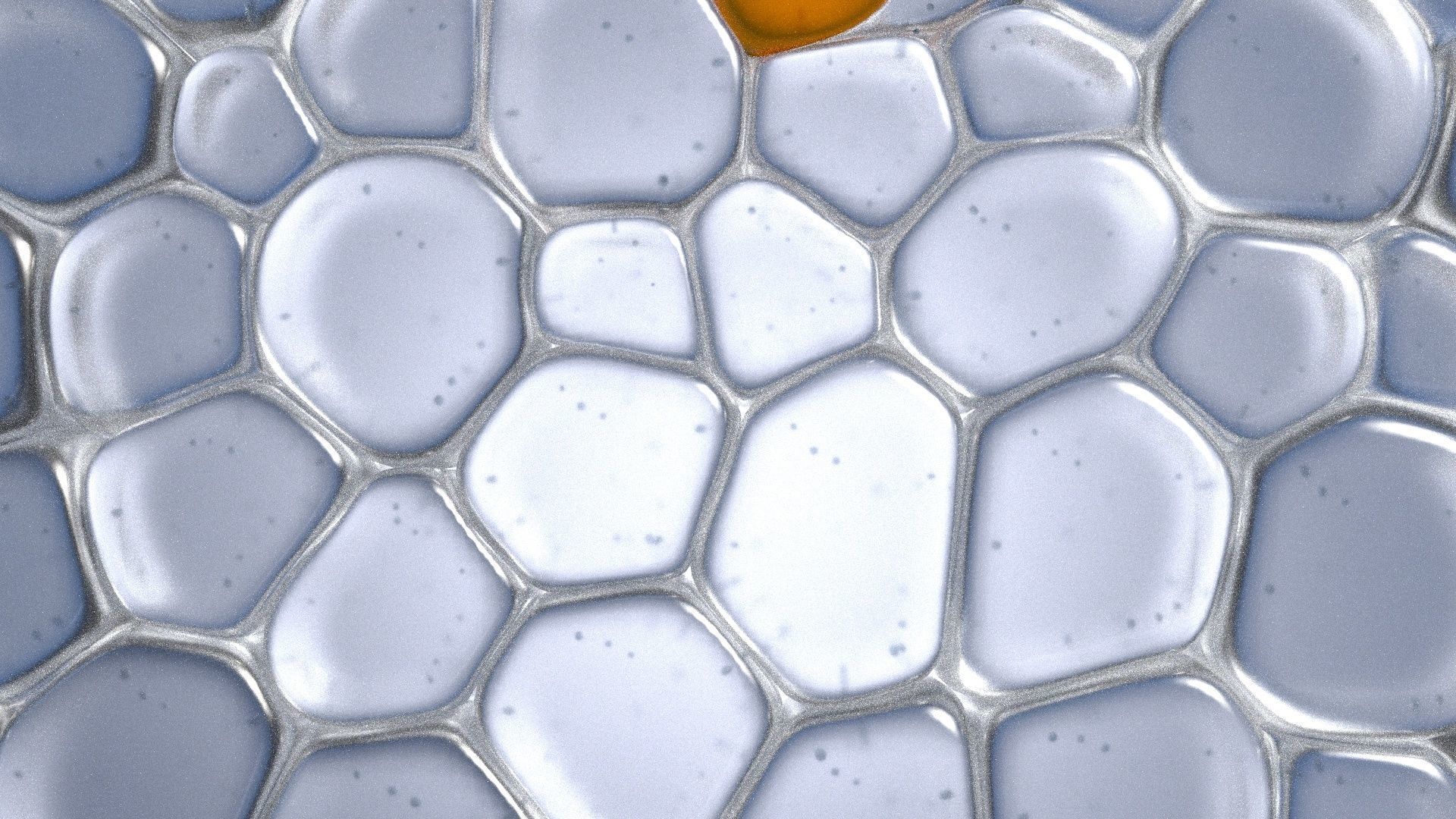 Skin Cells 3D model_6