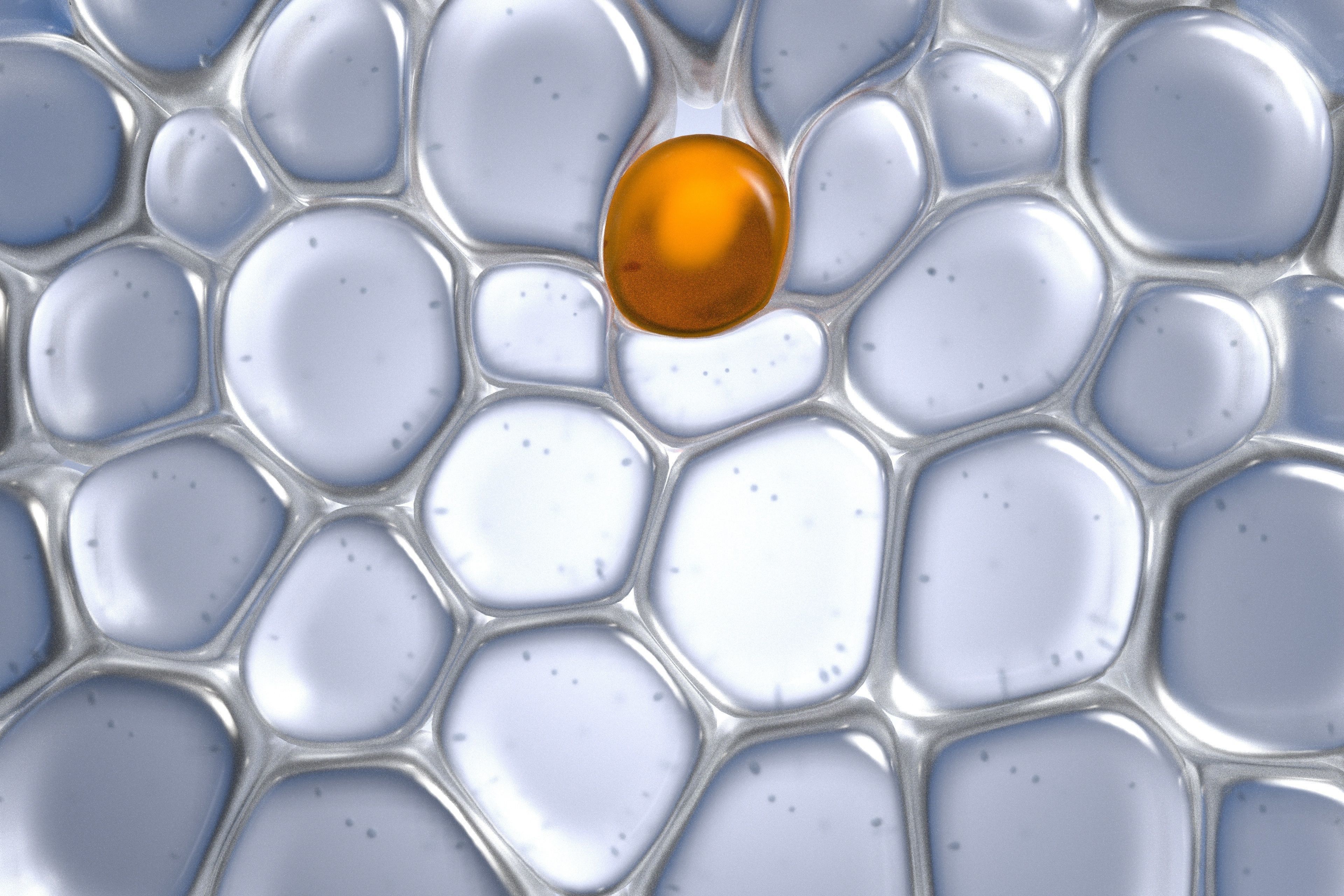 Skin Cells 3D model_2