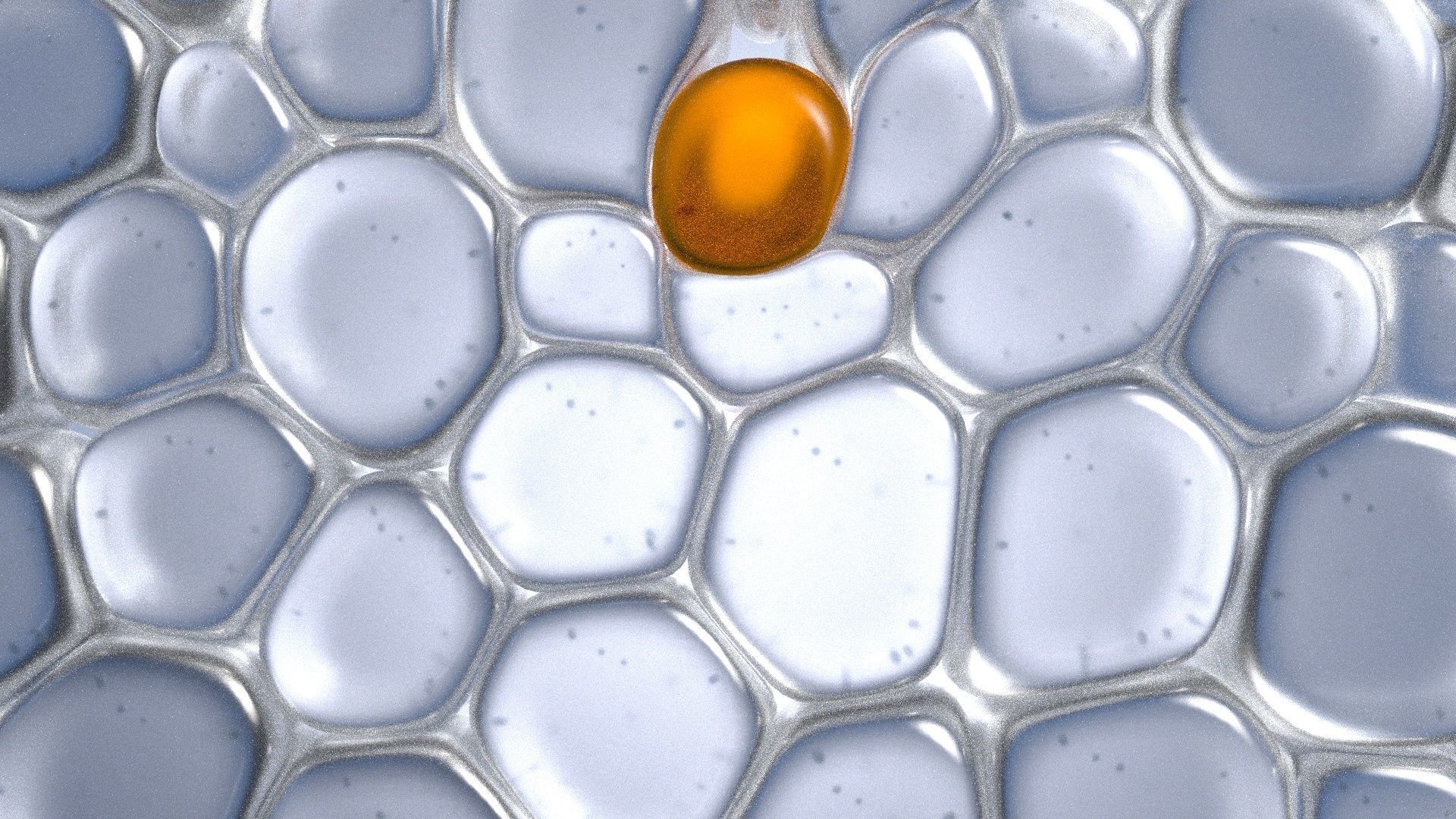 Skin Cells 3D model_8