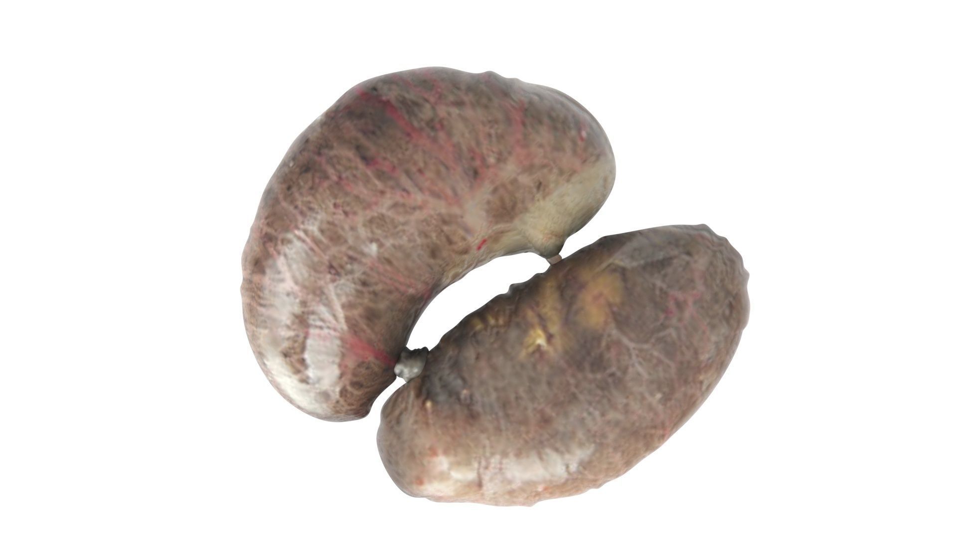 Chicken Kidneys 3D model_12