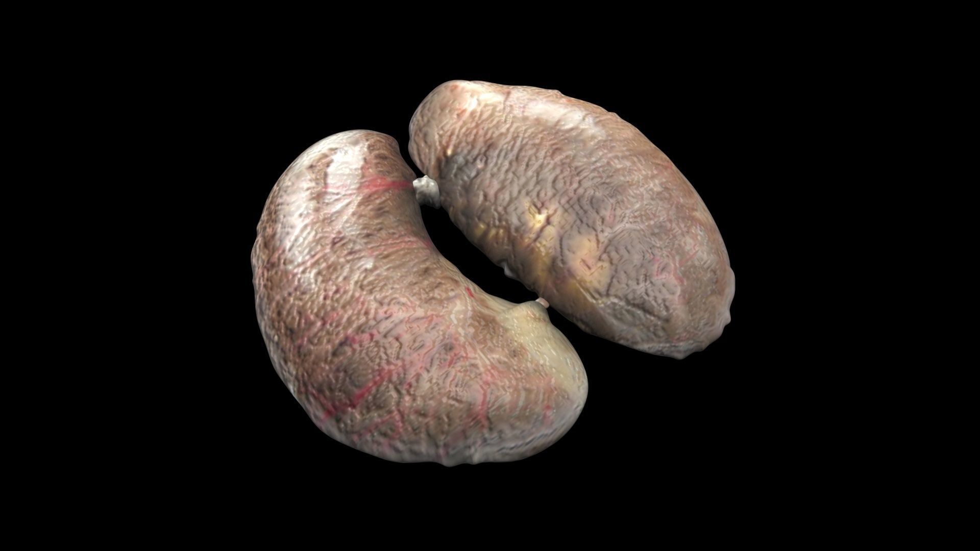 Chicken Kidneys 3D model_6