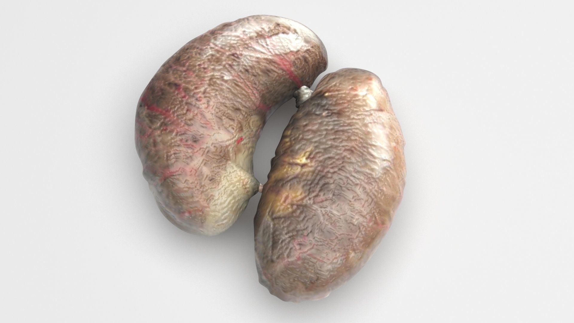 Chicken Kidneys 3D model_1