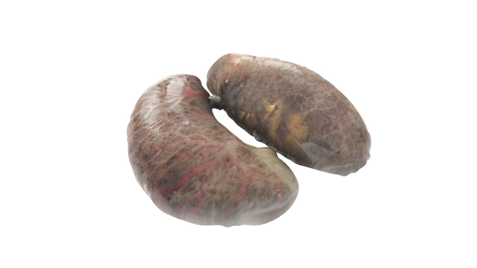 Chicken Kidneys 3D model_11