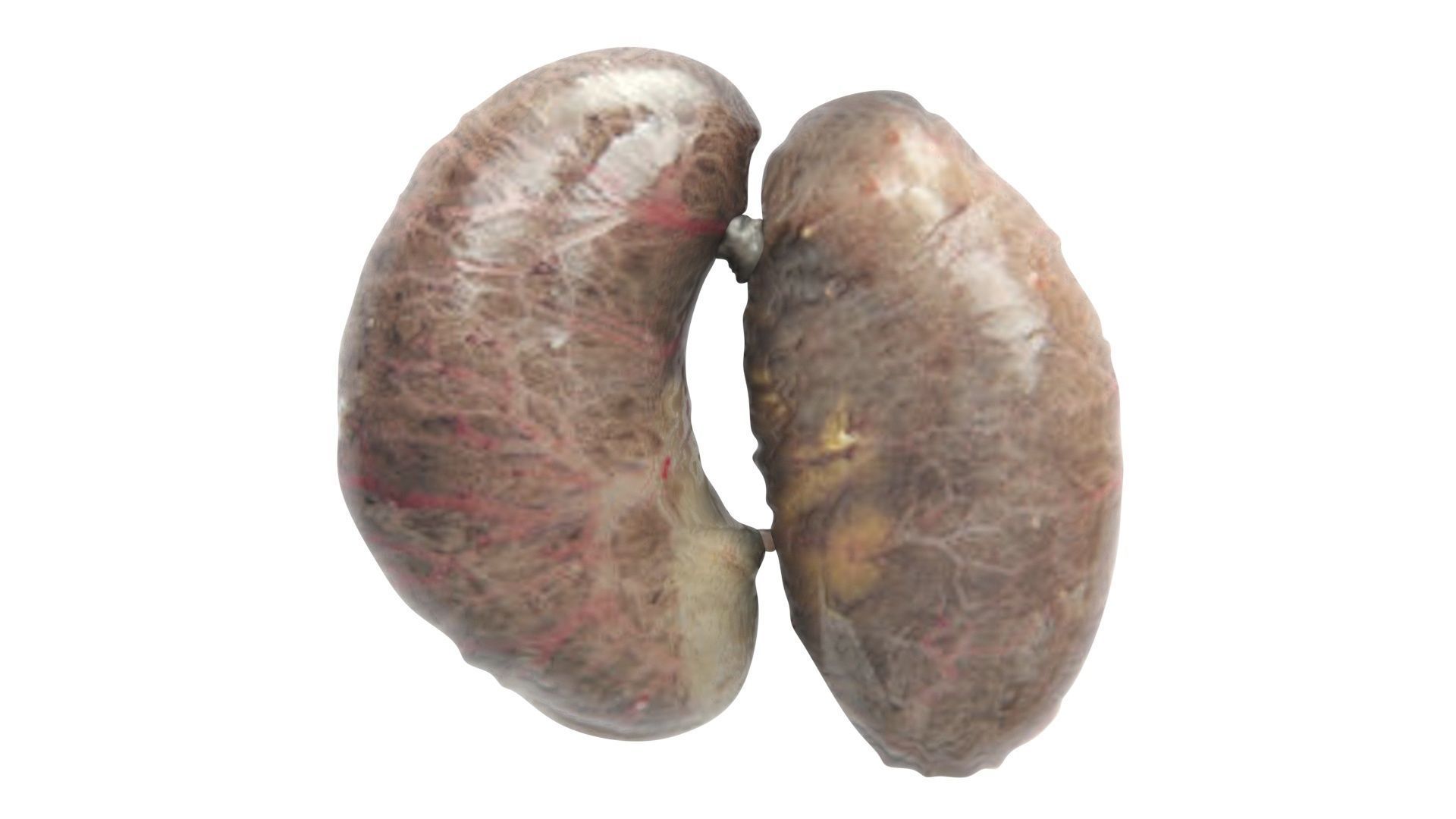 Chicken Kidneys 3D model_13