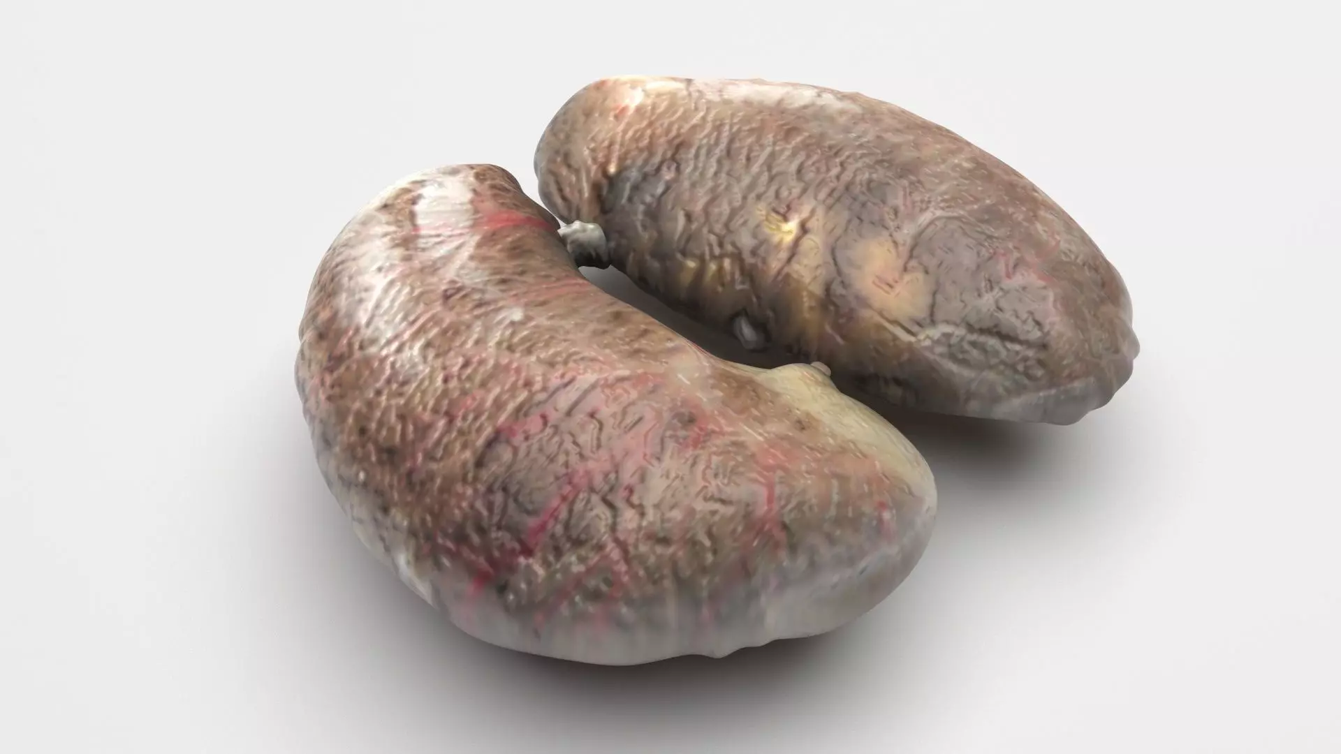 Chicken Kidneys 3D model_0