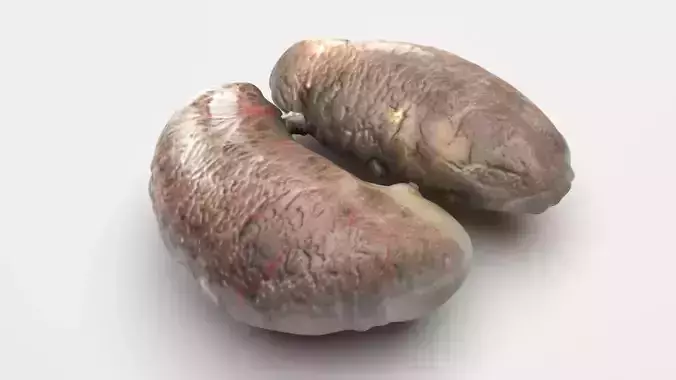 Chicken Kidneys 3D model