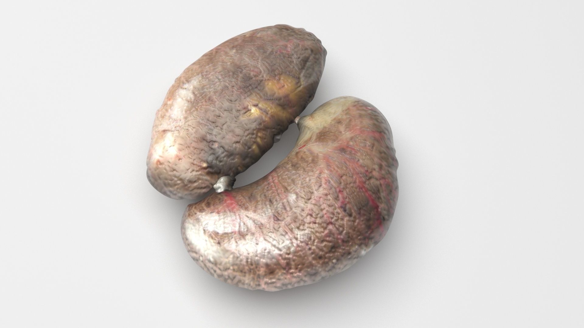 Chicken Kidneys 3D model_3