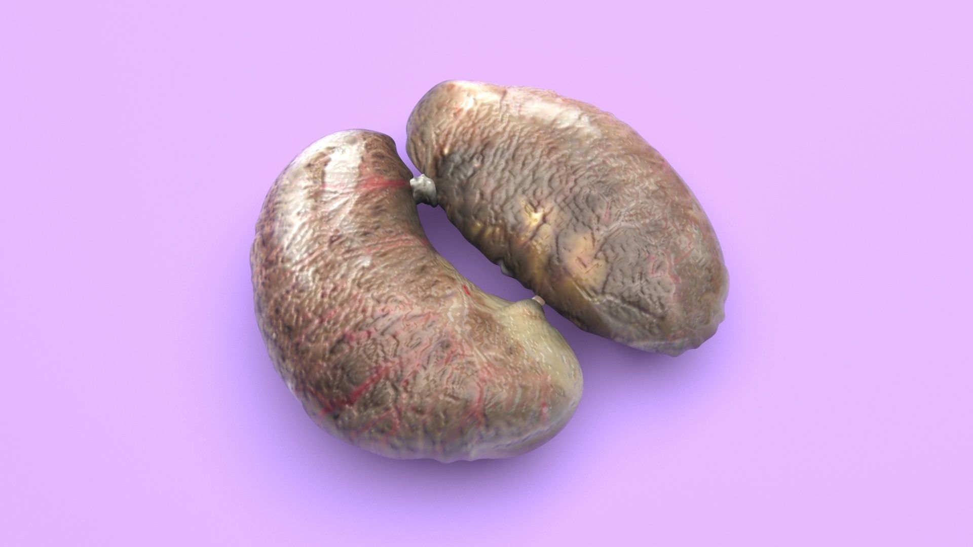 Chicken Kidneys 3D model_5