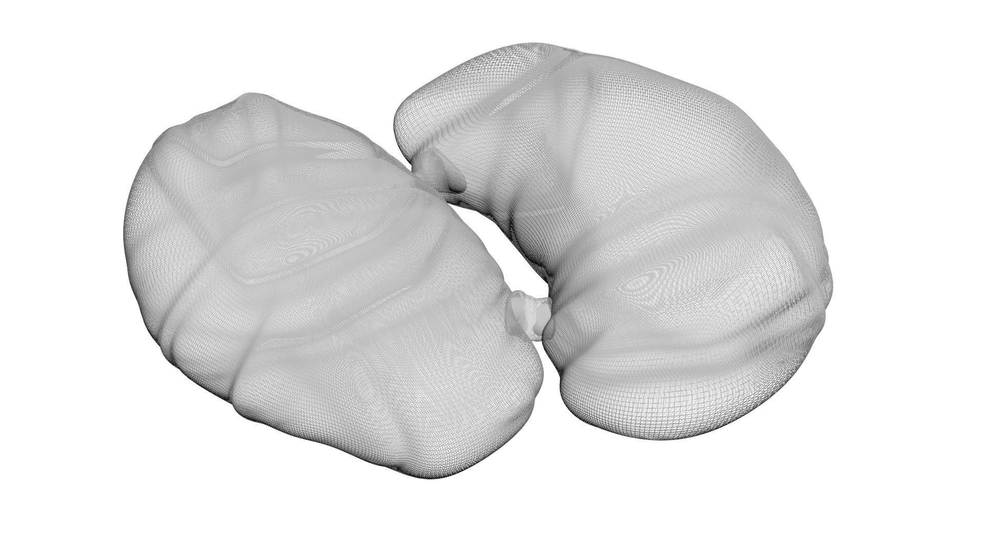 Chicken Kidneys 3D model_16