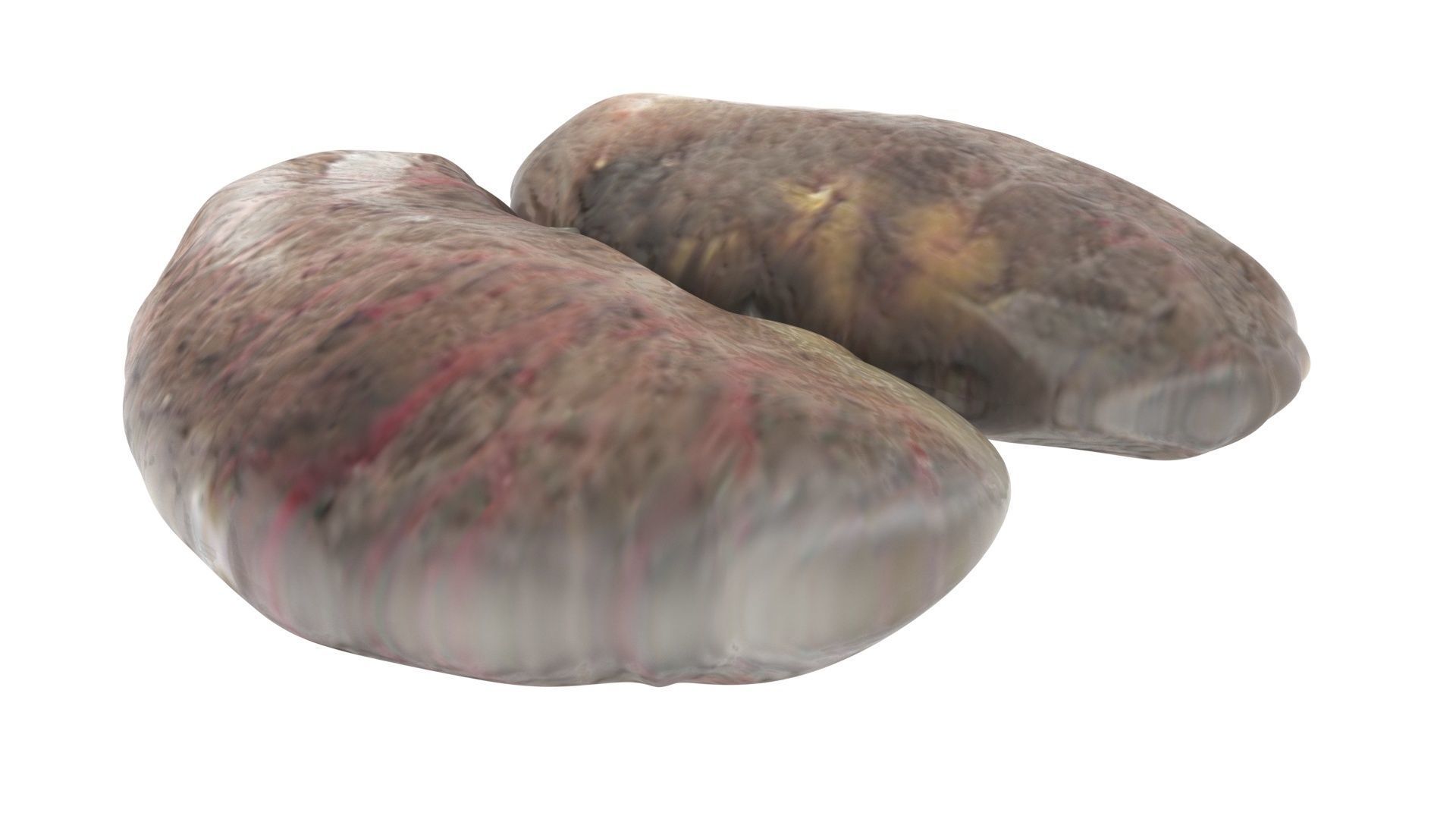 Chicken Kidneys 3D model_7