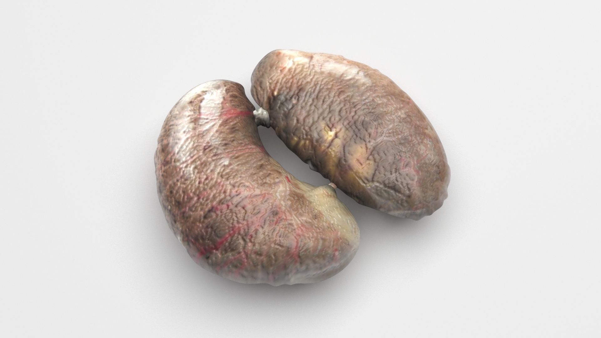 Chicken Kidneys 3D model_4