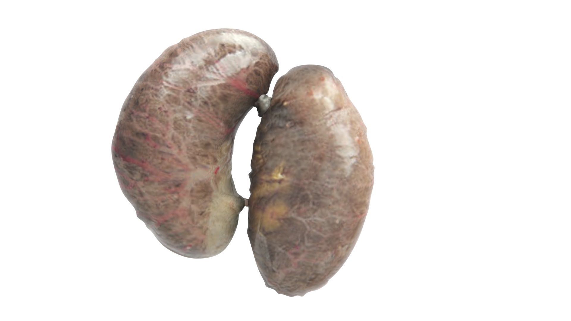 Chicken Kidneys 3D model_8