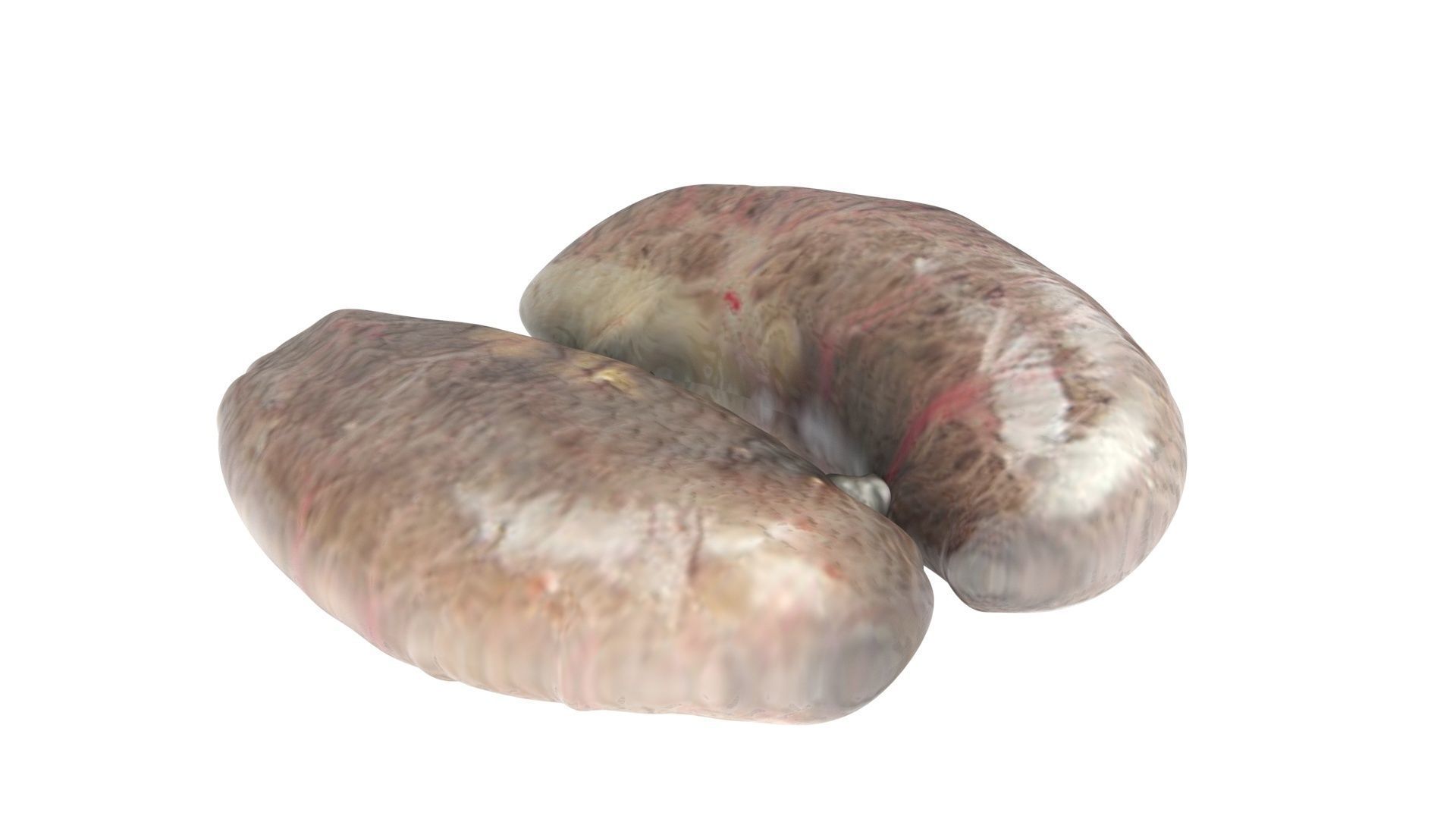 Chicken Kidneys 3D model_9