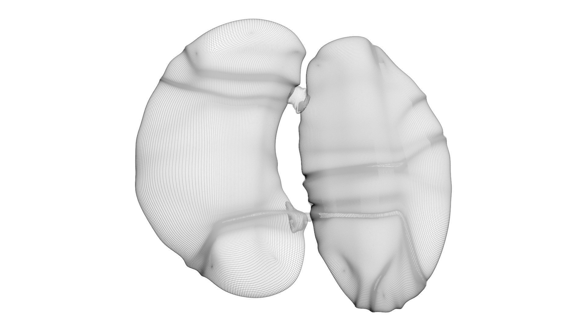 Chicken Kidneys 3D model_19