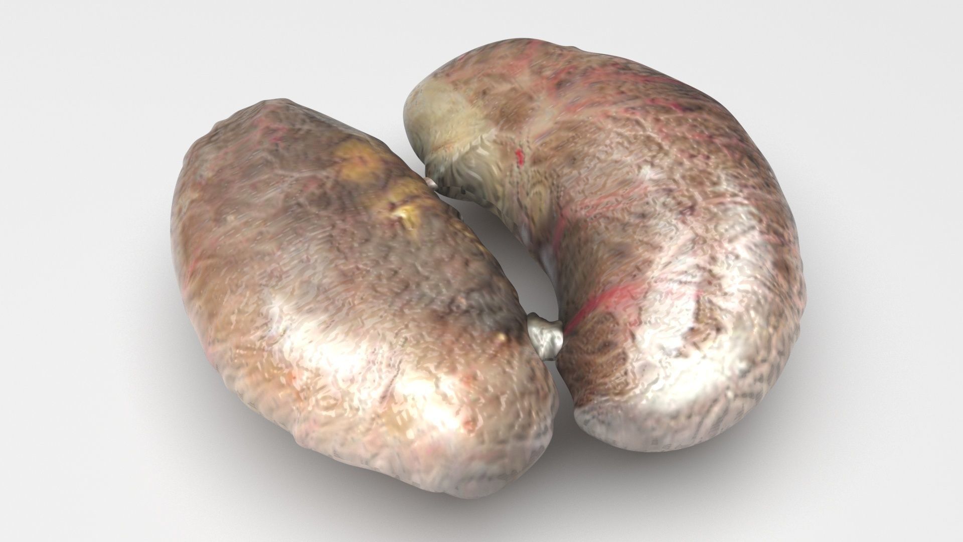 Chicken Kidneys 3D model_2