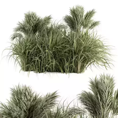 Pampas Bush - Bush Set