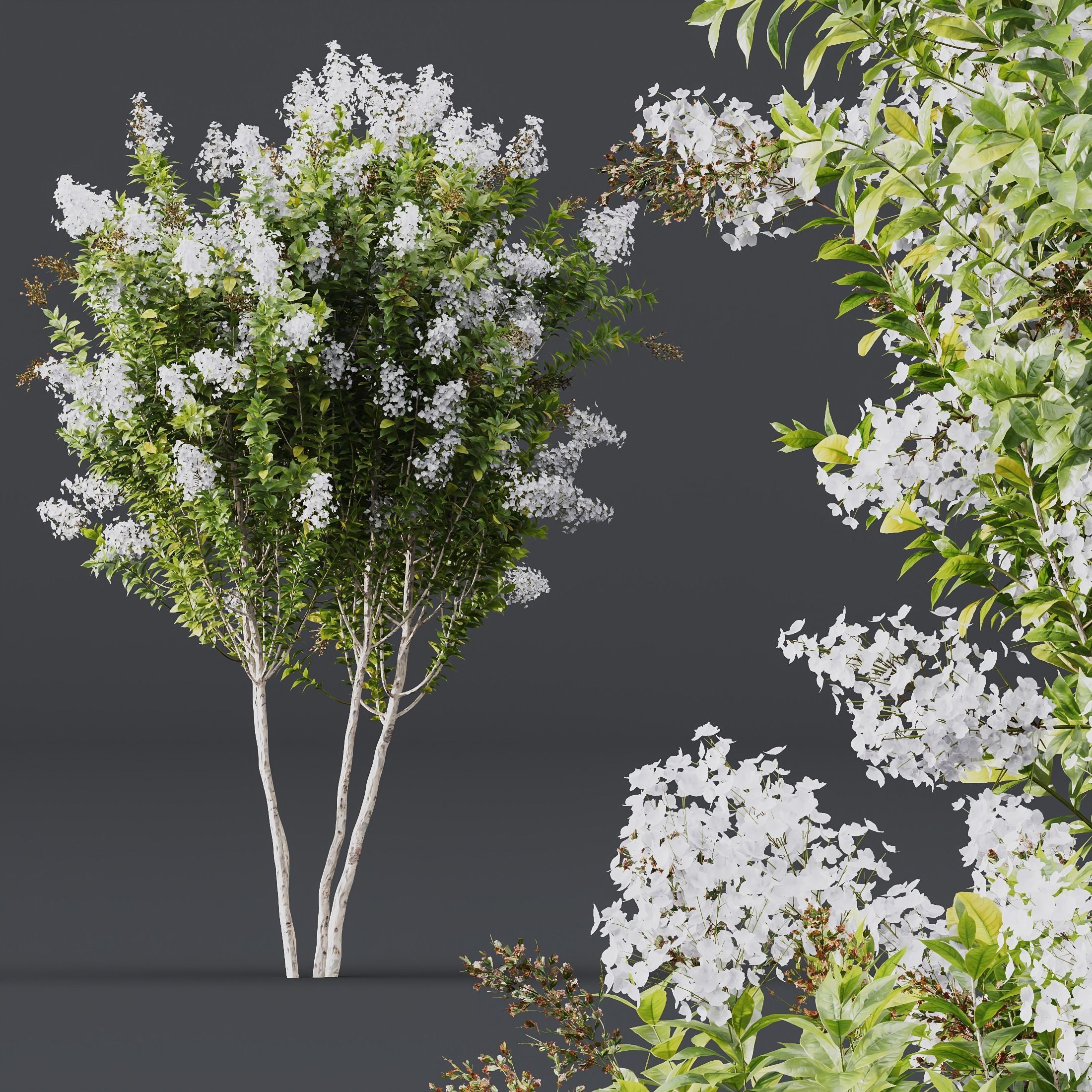 Plants Myrtle White Flower 3D model_1