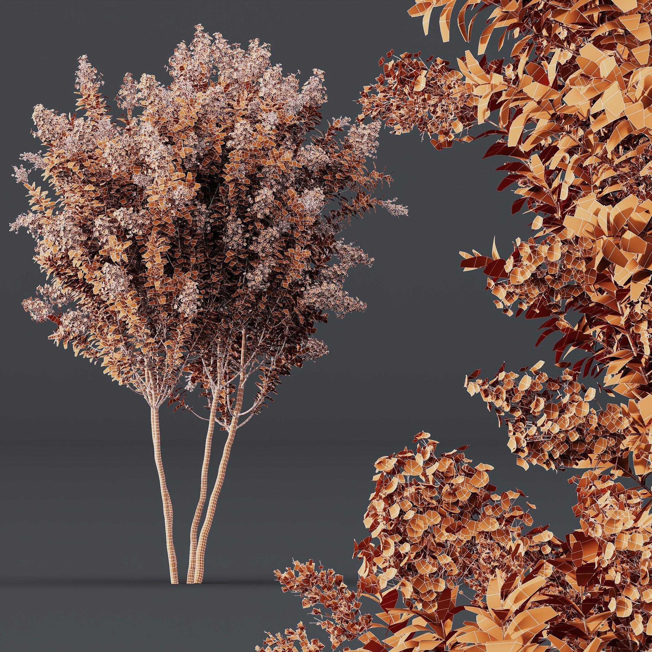 Plants Myrtle White Flower 3D model_2