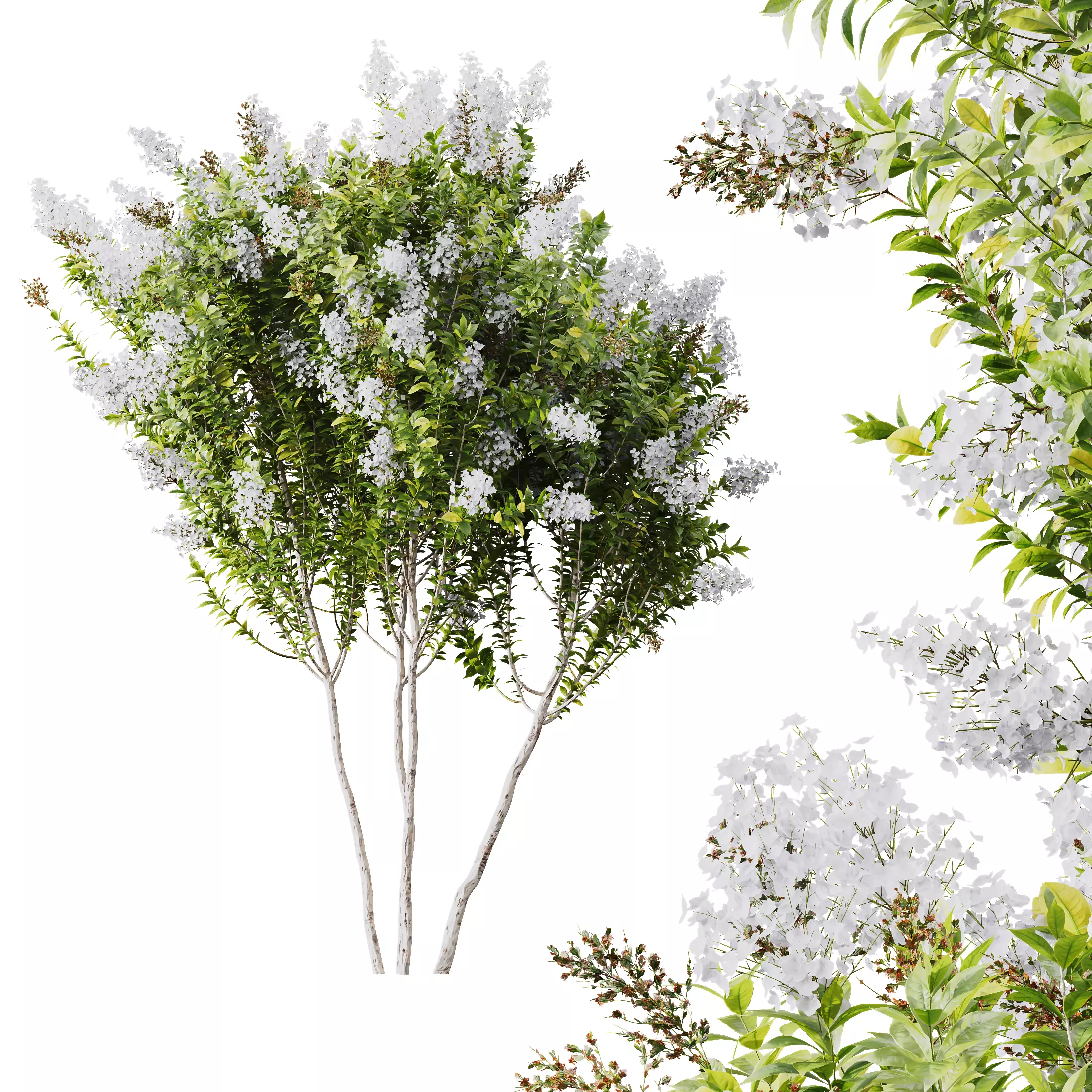 Plants Myrtle White Flower 3D model_0