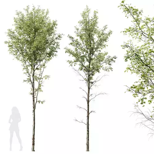 HQ Plants Alnus Glutinosa