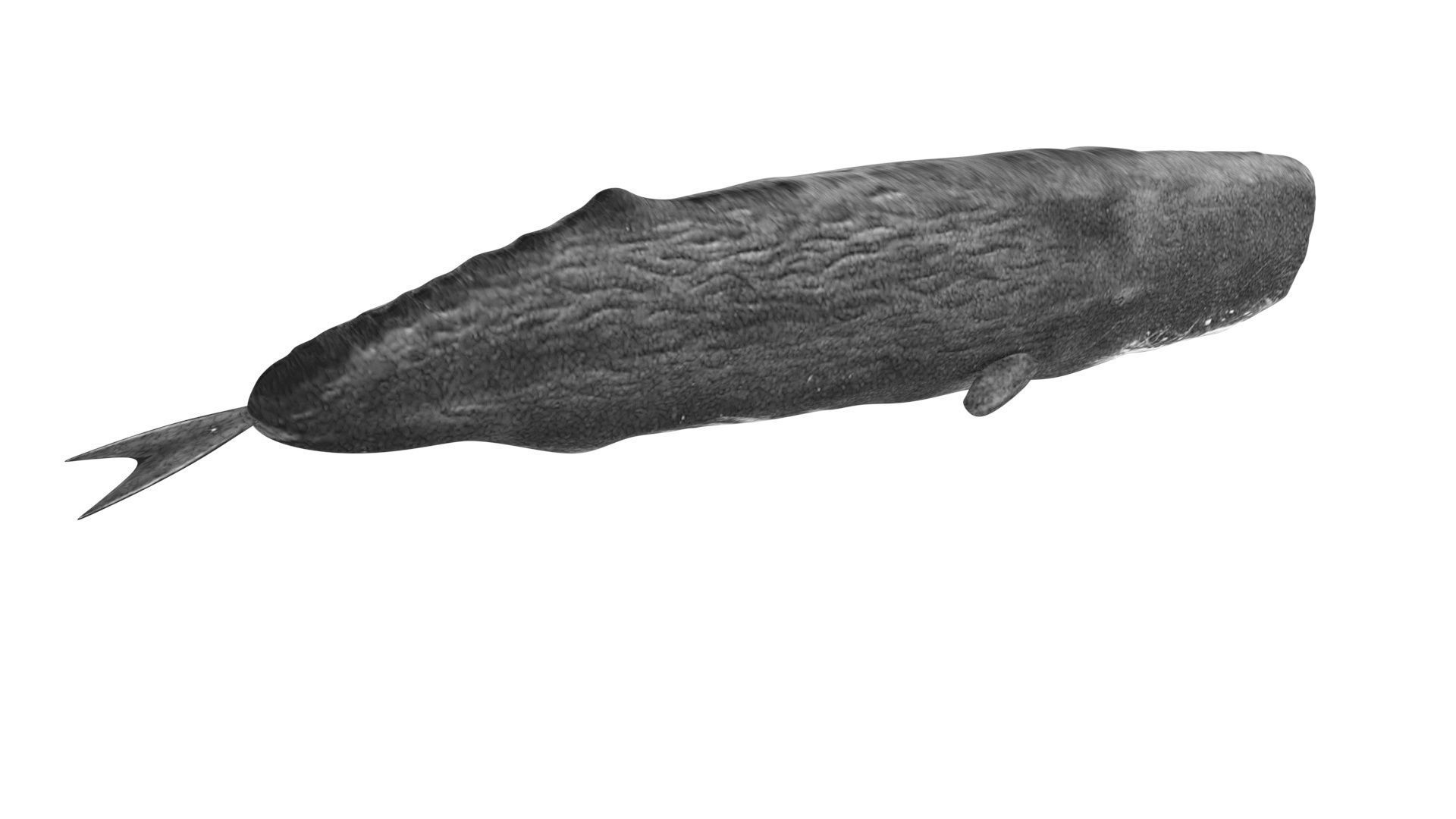 Sperm Whale 3D model_9