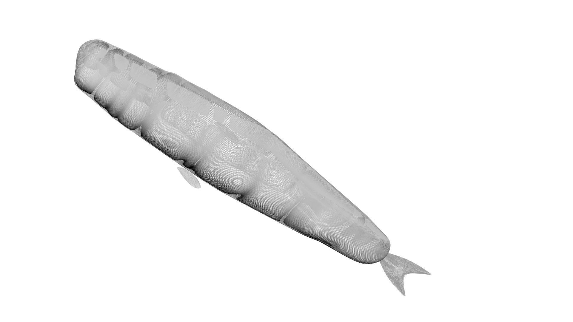 Sperm Whale 3D model_20