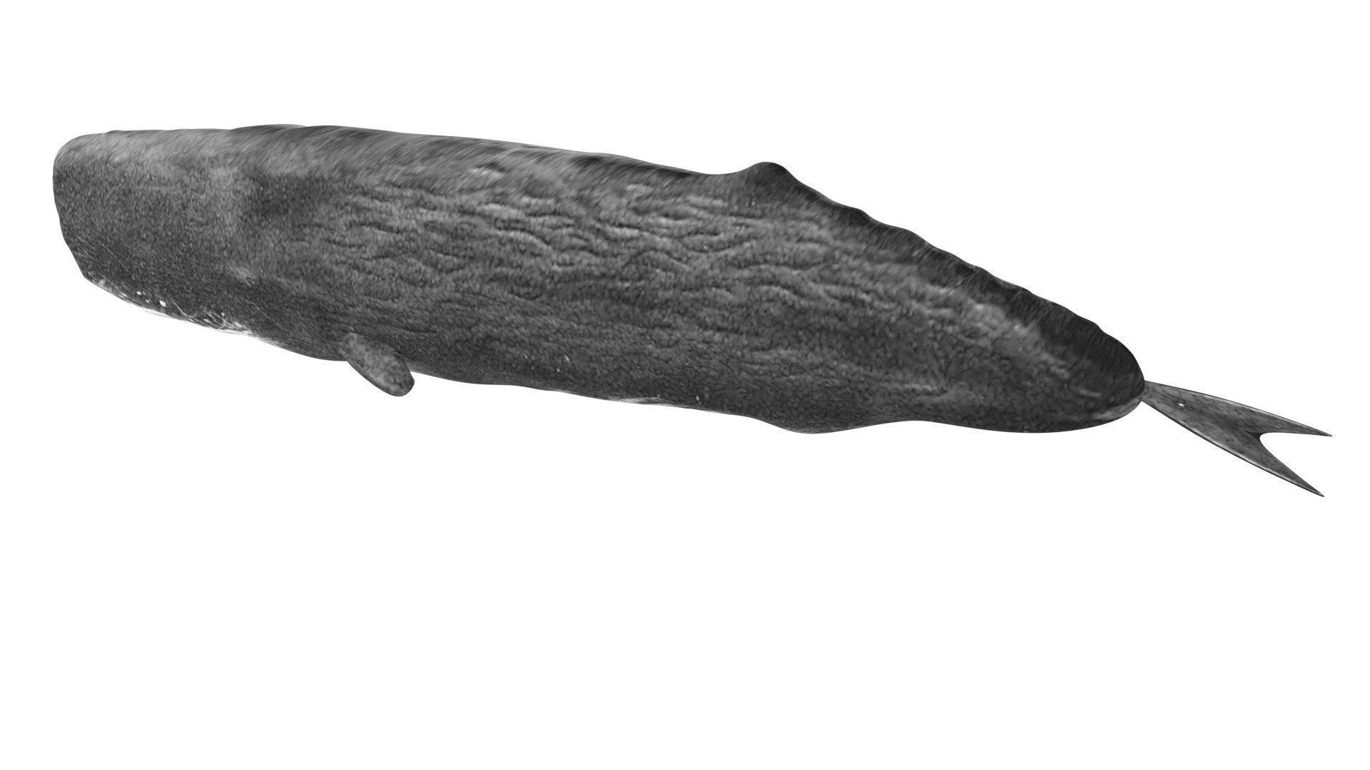 Sperm Whale 3D model_8