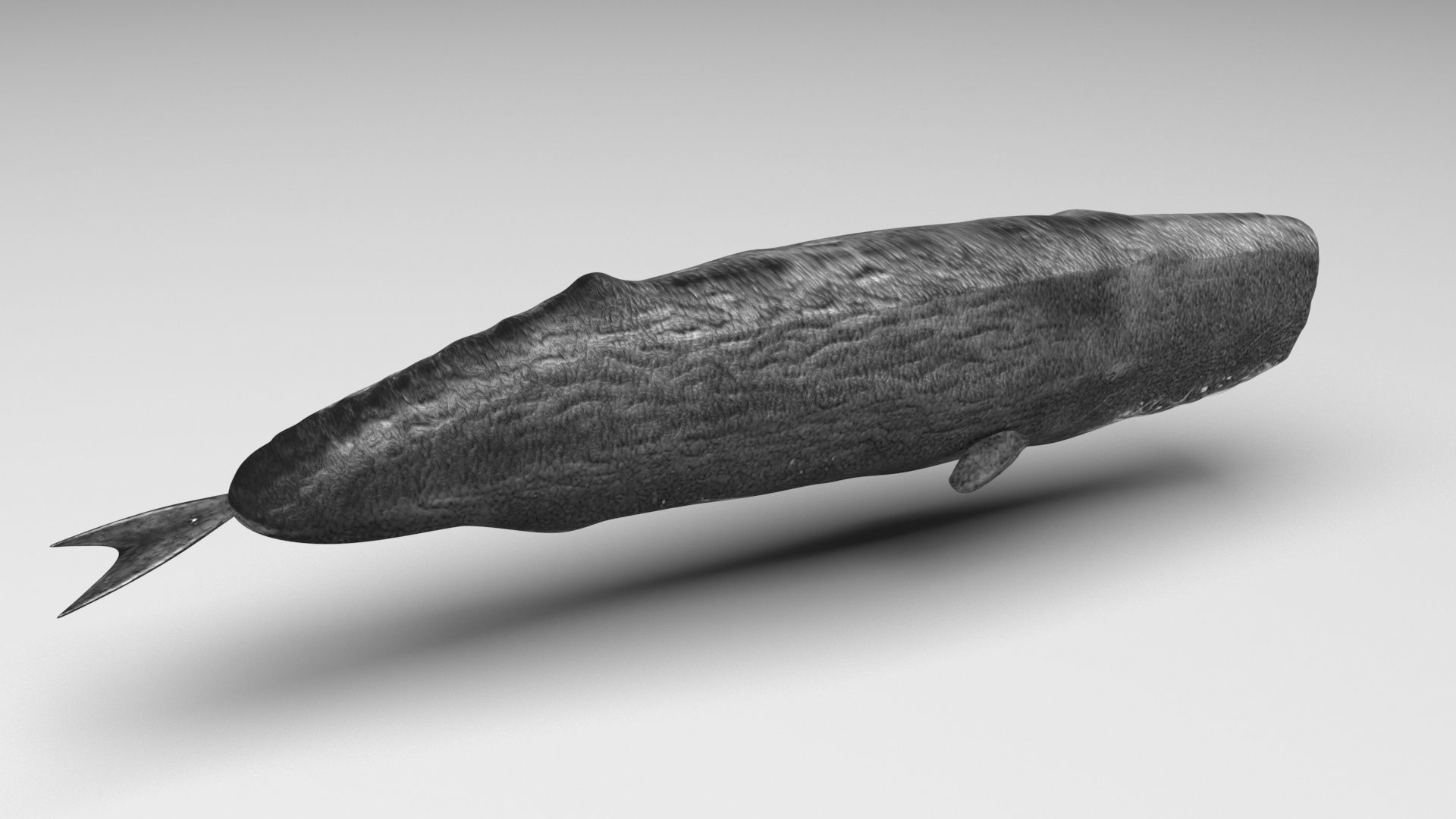 Sperm Whale 3D model_2