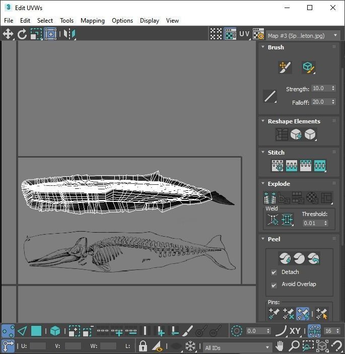 Sperm Whale 3D model_25
