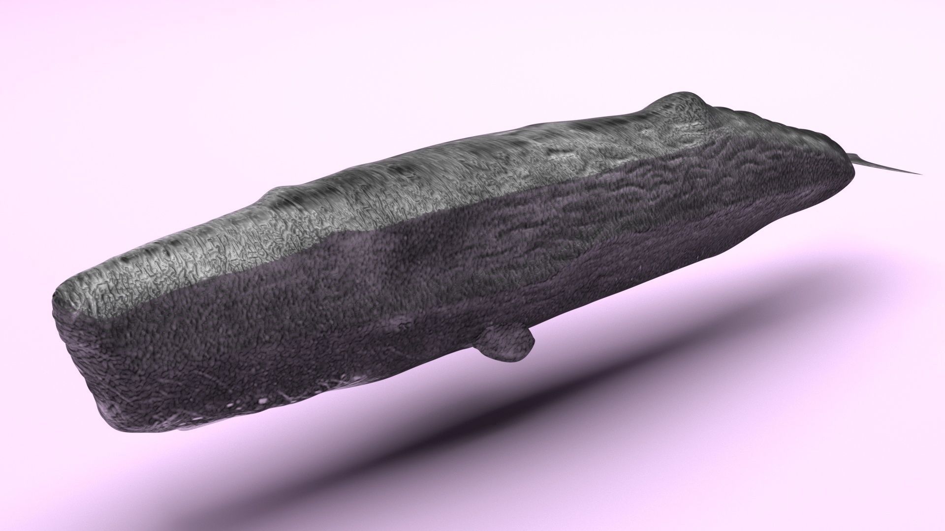 Sperm Whale 3D model_5