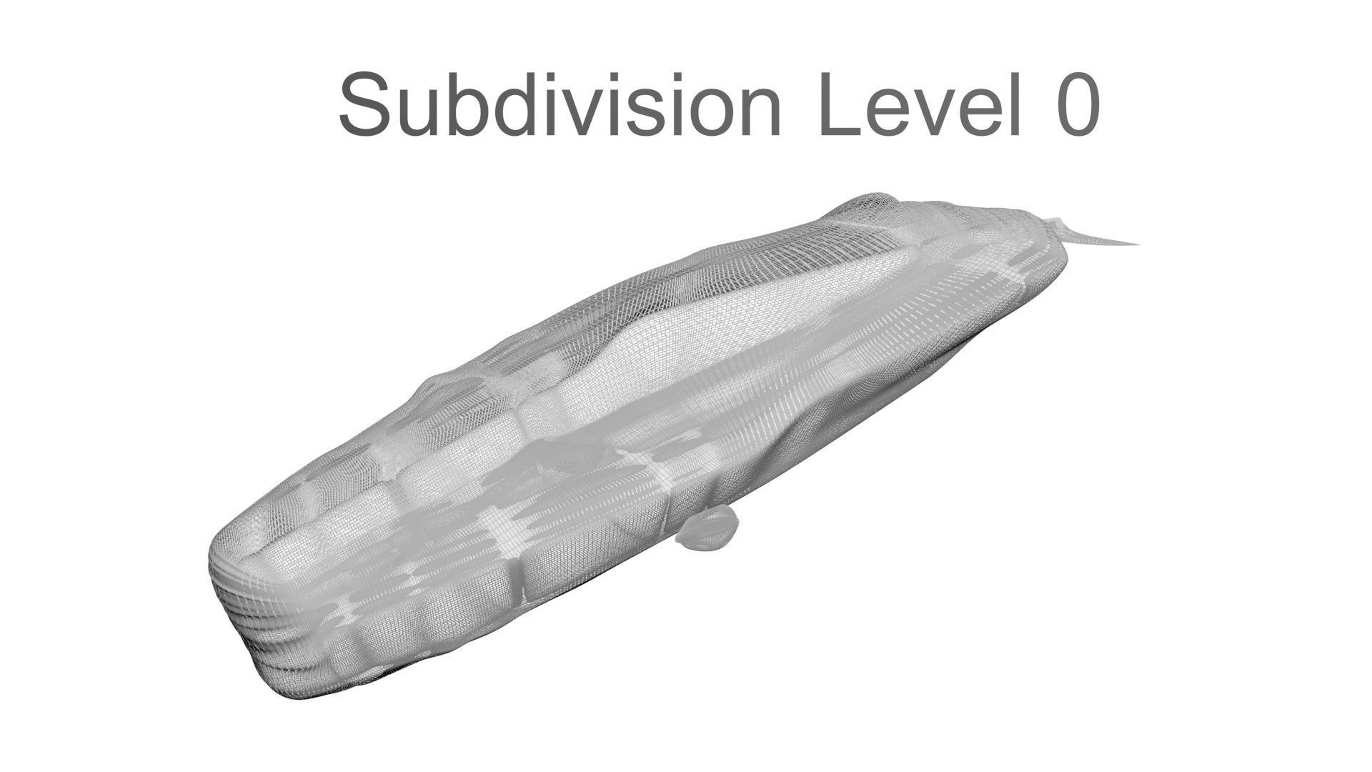 Sperm Whale 3D model_24