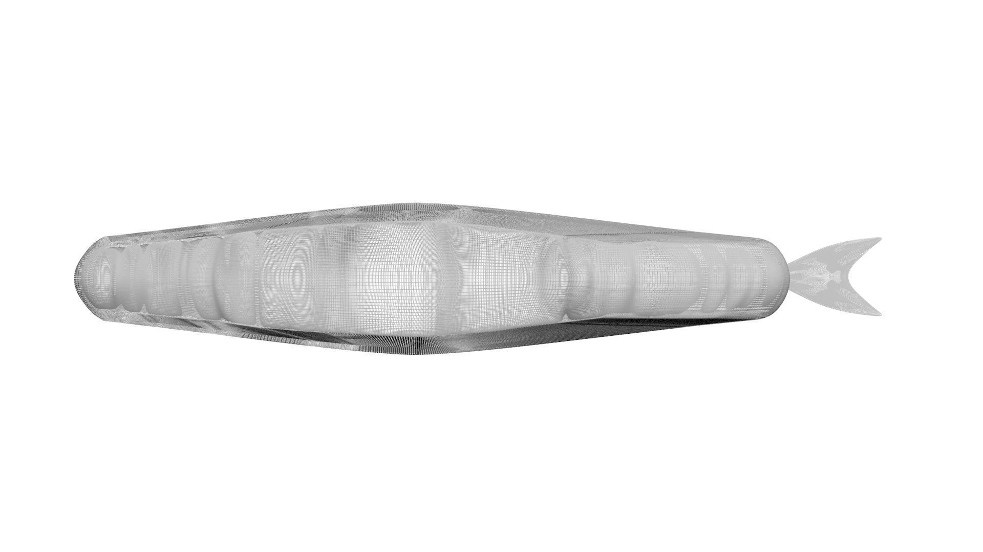 Sperm Whale 3D model_22