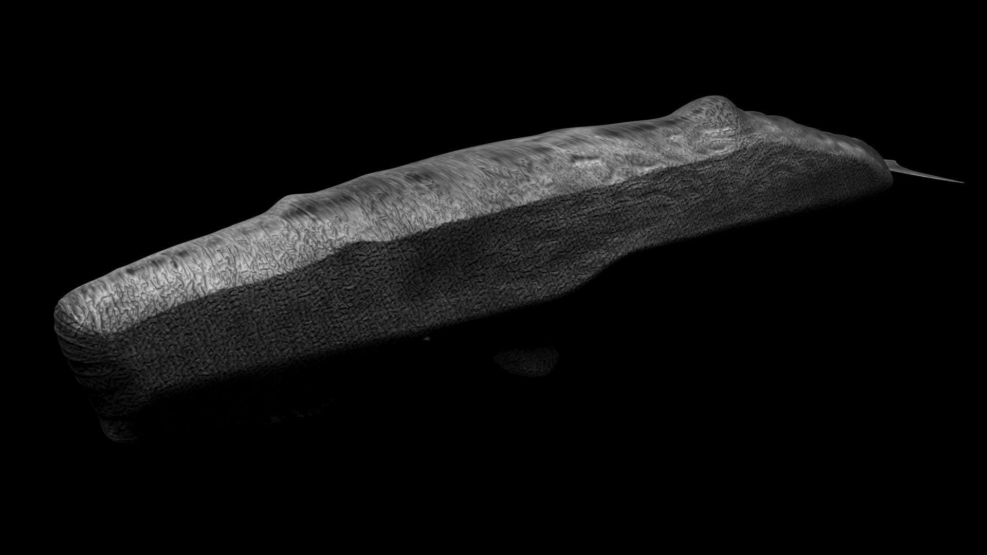 Sperm Whale 3D model_6