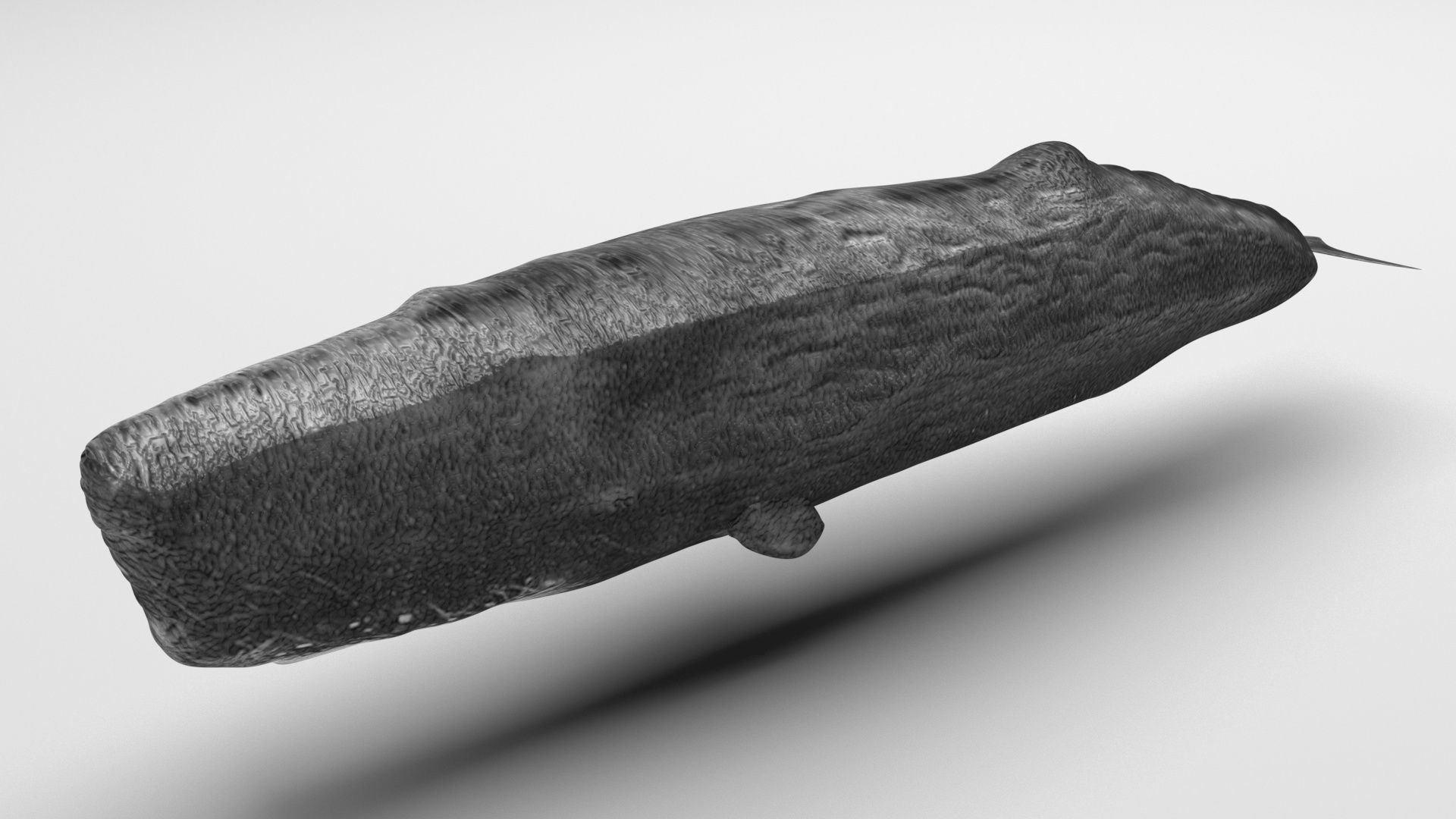 Sperm Whale 3D model_4