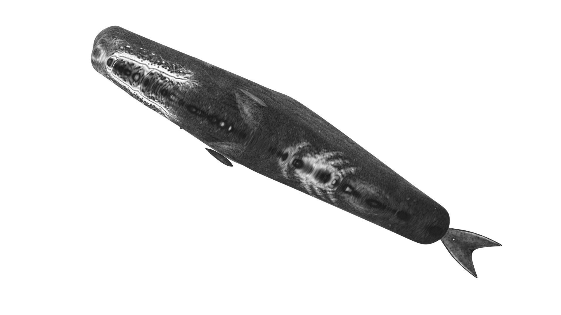 Sperm Whale 3D model_11
