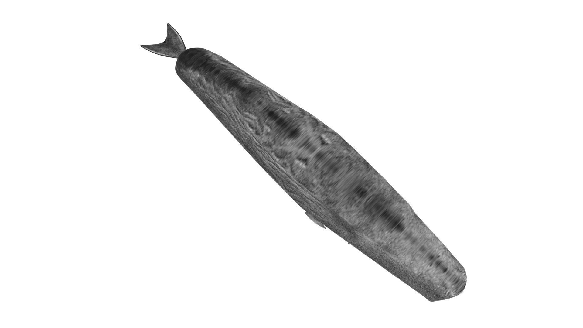 Sperm Whale 3D model_10